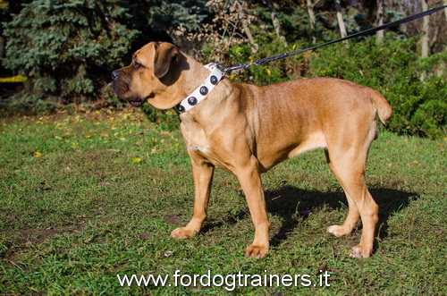 Collare in cuoio bianco con pietre azzurre per Cane Corso